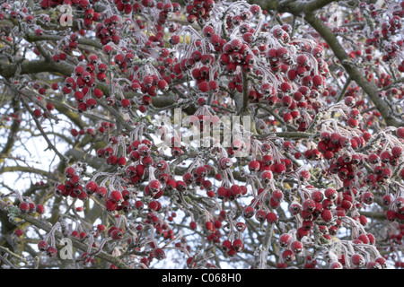 Biancospino, Crataegus monogyna, coperto di ghiaccio in inverno, LANCASHIRE REGNO UNITO Foto Stock