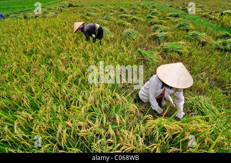 La donna il taglio di piante di riso, Vietnam, Asia Foto Stock