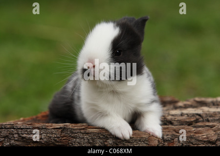 giovane coniglietto Foto Stock