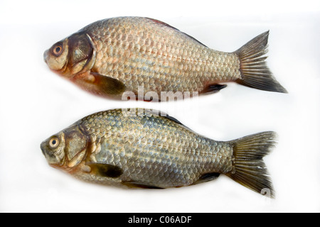 Pesce fresco. carassio su sfondo bianco Foto Stock