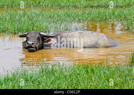 Asian bufalo d'acqua (Bubalus arnee), bufali domestici nel foro per l'acqua, il Vietnam Asia Foto Stock