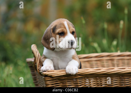 Cucciolo di Beagle Foto Stock