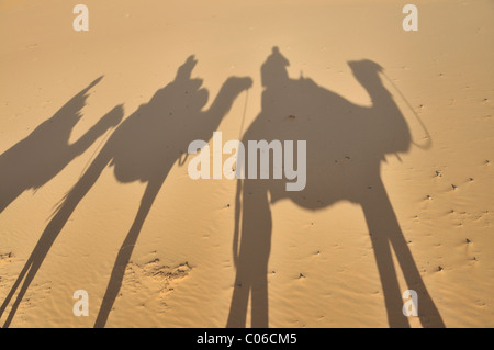 Dromedari (Camelus dromedarius), Deserto trekking, Erg Chebbi Marocco Foto Stock