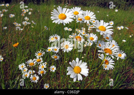 Luna daisy, ox-eye-daisy (Leucanthemum vulgare) Foto Stock