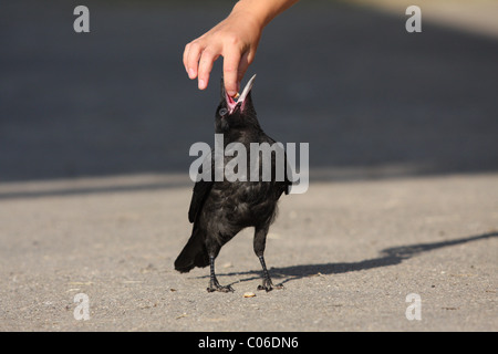 Carrion crow Foto Stock