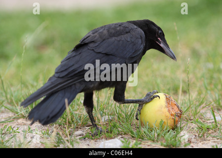 Carrion crow Foto Stock