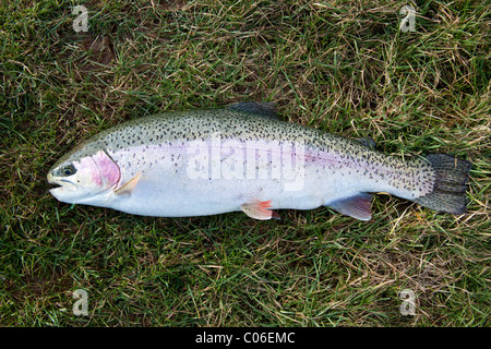 Grandi 6lb 2oz appena pescato la trota arcobaleno a Blackwool Fattoria la pesca di trote, Petworth, West Sussex, in Inghilterra, Regno Unito. Foto Stock