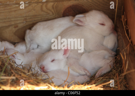 Giovane coniglio Foto Stock