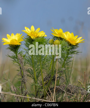 Adone fiori (Adonis), Triestingtal valley, Austria Inferiore, Austria, Europa Foto Stock