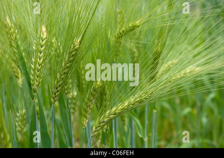 Acerbi a sei file di orzo (Hordeum vulgare f. hexastichon) su un campo. Foto Stock