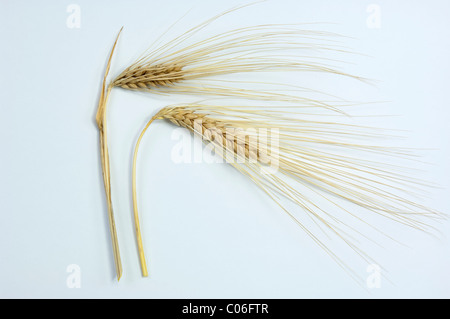 A sei file di orzo (Hordeum vulgare f. hexastichon), due spighe mature. Studio Immagine contro uno sfondo bianco. Foto Stock