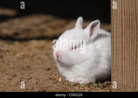 Giovane coniglio Foto Stock