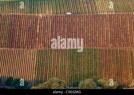 Vigneti vicino a Koehler, Volkach ansa del fiume principale, regione Main-Franconia, bassa Franconia, Franconia, Bavaria Foto Stock