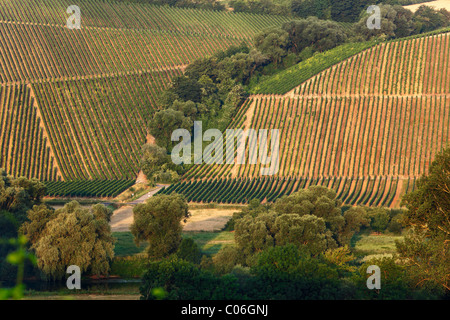 Vigneti vicino Escherndorf, Volkach ansa del fiume principale, regione Main-Franconia, bassa Franconia, Franconia, Bavaria Foto Stock