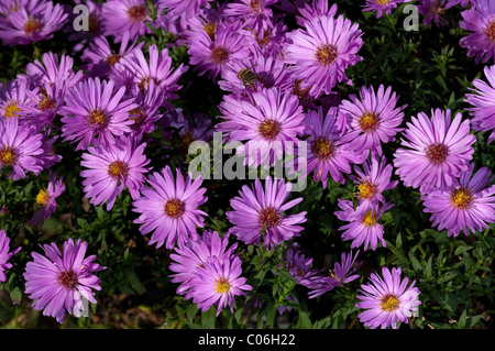 Rosenwichtel folte Aster (Aster dumosus Rosenwichtel), fiori. Foto Stock