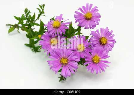 Rosenwichtel folte Aster (Aster dumosus Rosenwichtel), fioritura ramoscello, studio immagine contro uno sfondo bianco. Foto Stock