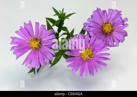 Rosenwichtel folte Aster (Aster dumosus Rosenwichtel), fioritura ramoscello, studio immagine contro uno sfondo bianco. Foto Stock