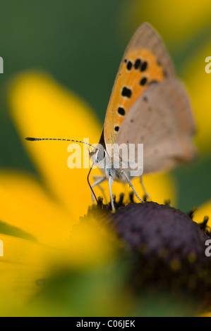 Piccolo rame - farfalla Lycaena phlaeas raccogliendo il polline Foto Stock