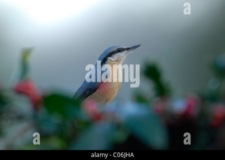 Immagine ravvicinata di un giardino europeo di Nuthatch - Sitta europaea uccello Foto Stock