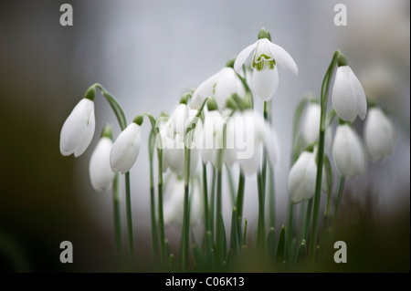 Galanthus nivalis - comune bucaneve Foto Stock