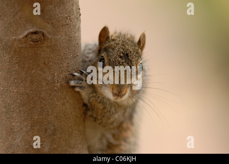 Grigio orientale scoiattolo grigio - Sciurus carolinensis
