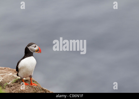 Puffin seduto sul bordo di una scogliera Foto Stock