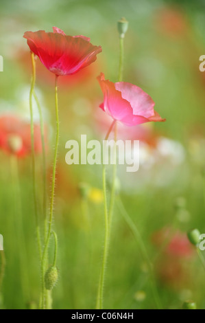 A lungo guidato il Papavero (Papaver dubium) su un prato estivo Foto Stock