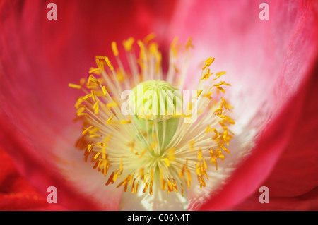 Dettaglio di un rosso a lungo guidato Papavero (Papaver dubium) Foto Stock