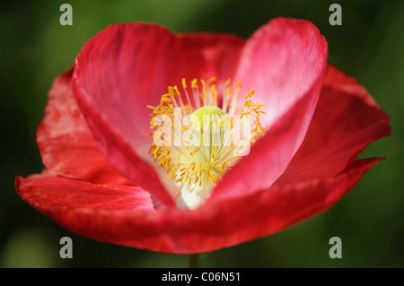 Rosso a lungo guidato Papavero (Papaver dubium) Foto Stock