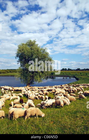 Gregge di ovini domestici (Ovis ammon f. aries) pascolo a una diga, Mecklenburg Elbe Parco Naturale della Valle, UNESCO Fiume Elba Foto Stock