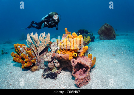 Scuba Diver osservando la formazione della barriera corallina, varie spugne colorate, corallo, sabbioso, Little Tobago, Speyside Foto Stock