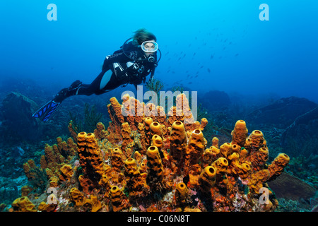 Scuba Diver osservando la formazione della barriera corallina presso il drop off, tubo giallo spugna (Aplysina fistularis), Little Tobago, Speyside Foto Stock