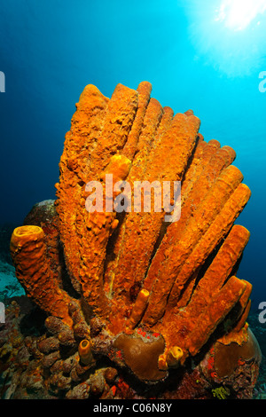 Tubo giallo spugna (Aplysina fistularis), retroilluminato con il sole, Little Tobago, Speyside, Trinidad e Tobago, Piccole Antille Foto Stock