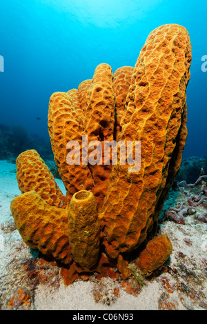 Tubo giallo spugna (Aplysina fistularis), retroilluminato con il sole, Little Tobago, Speyside, Trinidad e Tobago, Piccole Antille Foto Stock