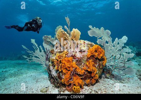 Scuba Diver osservando la formazione della barriera corallina, varie spugne colorate, corallo, sabbioso, Little Tobago, Speyside Foto Stock