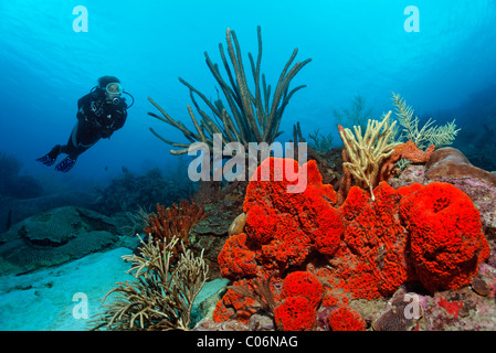 Scuba Diver osservando una barriera corallina, arancione a orecchio di elefante (Spugna Agelas clathrodes), Little Tobago, Speyside, Trinidad e Tobago Foto Stock