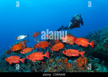 Scub subacqueo con una fotocamera subacquea, fotografo subacqueo, secca di rosso Tonno obeso (Priacanthus hamrur) nuoto su un corallo