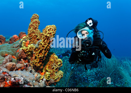 Scub subacqueo con una fotocamera subacquea, fotografo subacqueo, osservando il tubo giallo spugna (Aplysina fistularis), Little Tobago Foto Stock