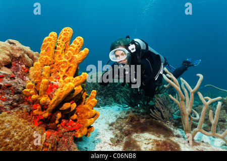 Scub subacqueo con una fotocamera subacquea, fotografo subacqueo, osservando il tubo giallo spugna (Aplysina fistularis), Little Tobago Foto Stock