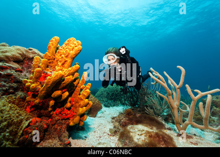 Scub subacqueo con una fotocamera subacquea, fotografo subacqueo, osservando il tubo giallo spugna (Aplysina fistularis), Little Tobago Foto Stock