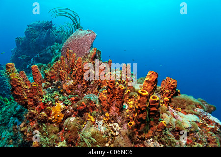 Coral reef, ridge, tubo giallo spugna (Aplysina fistularis), Little Tobago, Speyside, Trinidad e Tobago, Piccole Antille Foto Stock