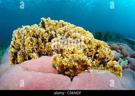La ramificazione di corallo di fuoco (Millepora alcicornis), giallo nettling, sconosciuto cuscino rosa corallo, Little Tobago, Speyside Foto Stock