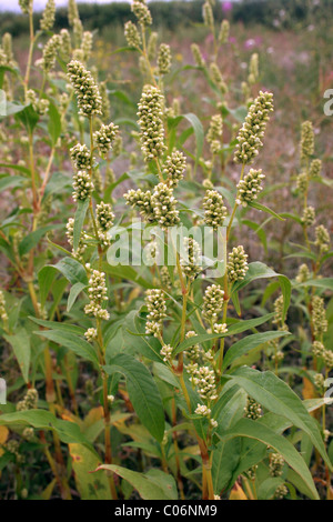 Pallido (persicaria Persicaria lapathifolia : Poligonacee), UK. Foto Stock