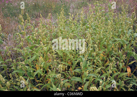 Pallido (persicaria Persicaria lapathifolia : Poligonacee), UK. smartweed pallido, knotweed curlytop, e Willow infestante Foto Stock