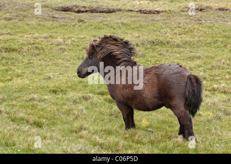 Pony Shetland in una impostazione di brughiera Foto Stock