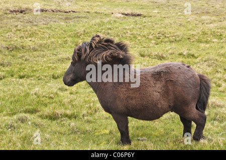 Pony Shetland in una impostazione di brughiera Foto Stock