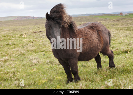 Pony Shetland in una impostazione di brughiera Foto Stock