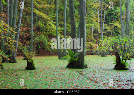 Ontano europeo, ontano nero (Alnus glutinosa) in una palude, Jasmund National Park, Ruegen isola, Mecklenburg, Germania Foto Stock