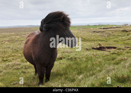 Pony Shetland in una impostazione di brughiera Foto Stock