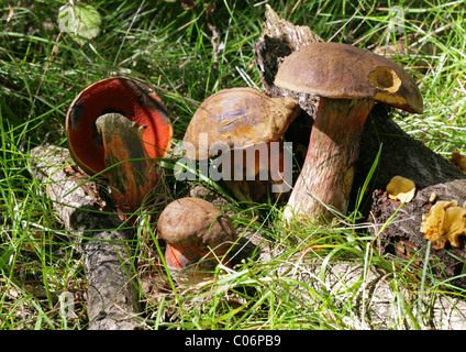 Stelo punteggiata Bolete, Boletus luridiformis (Syn. B. erythropus), Boletaceae. Berkhamsted, Hertfordshire. Aka Scarletina Bolete. Foto Stock